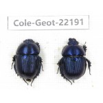 Geotrupidae sp. China, Guizhou, Tongren, Mt.Fanjingshan. 2Pcs. Cole-Geot-22191.