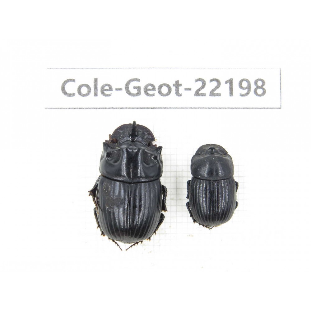 Geotrupidae sp. China, Yunnan, Zhaotong, Yiliang county. 2Pcs. Cole-Geot-22198.