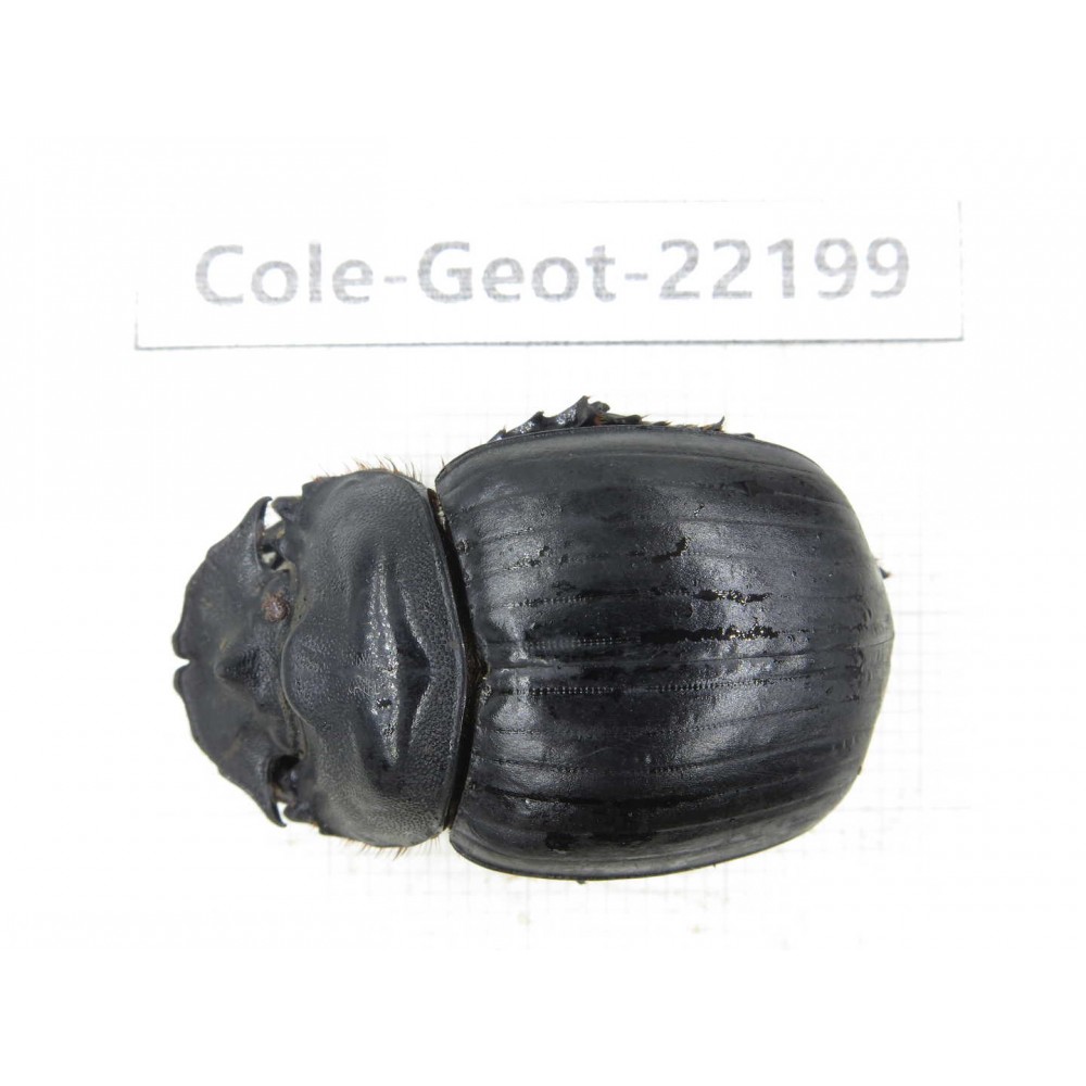 Geotrupidae sp. China, Yunnan, Zhaotong, Yiliang county. 1Pcs. Cole-Geot-22199.