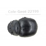 Geotrupidae sp. China, Yunnan, Zhaotong, Yiliang county. 1Pcs. Cole-Geot-22199.
