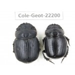 Geotrupidae sp. China, Yunnan, Zhaotong, Yiliang county. 2Pcs. Cole-Geot-22200.