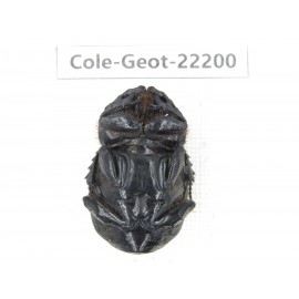Geotrupidae sp. China, Yunnan, Zhaotong, Yiliang county. 2Pcs. Cole-Geot-22200.