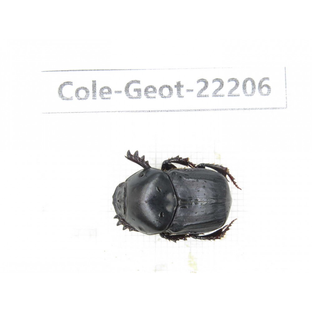 Geotrupidae sp. China, Guizhou, Bijie, Jinsha county. 1Pcs. Cole-Geot-22206.