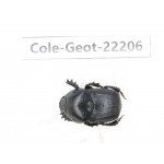 Geotrupidae sp. China, Guizhou, Bijie, Jinsha county. 1Pcs. Cole-Geot-22206.