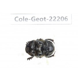 Geotrupidae sp. China, Guizhou, Bijie, Jinsha county. 1Pcs. Cole-Geot-22206.