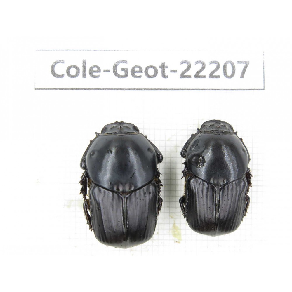 Geotrupidae sp. China, Guizhou, Bijie, Jinsha county. 2Pcs. Cole-Geot-22207.