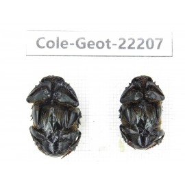 Geotrupidae sp. China, Guizhou, Bijie, Jinsha county. 2Pcs. Cole-Geot-22207.