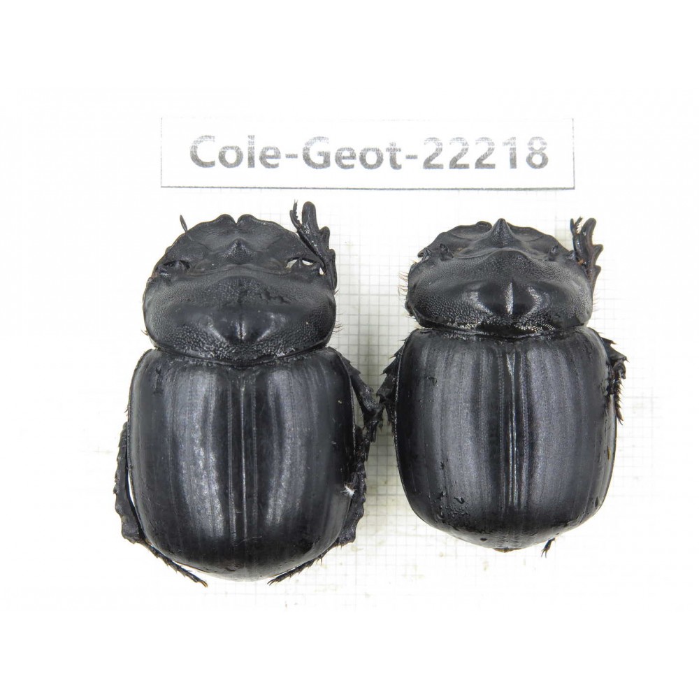 Geotrupidae sp. China, Guizhou, Bijie, Jinsha county. 2Pcs. Cole-Geot-22218.