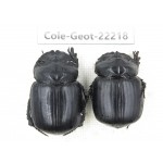 Geotrupidae sp. China, Guizhou, Bijie, Jinsha county. 2Pcs. Cole-Geot-22218.