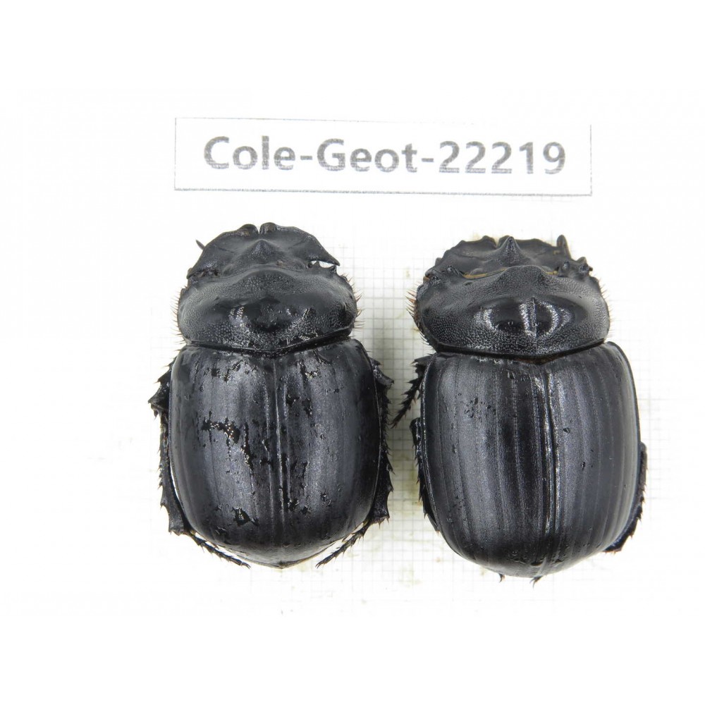 Geotrupidae sp. China, Guizhou, Bijie, Jinsha county. 2Pcs. Cole-Geot-22219.