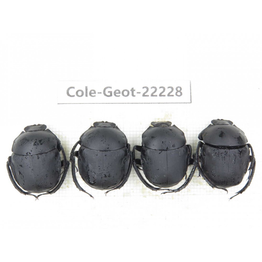 Geotrupidae sp. China, Guizhou, Bijie, Jinsha county. 4Pcs. Cole-Geot-22228.