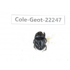 Geotrupidae sp. China, Guizhou, Bijie, Jinsha county. 1P. Cole-Geot-22247.