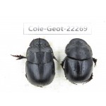 Geotrupidae sp. China, Yunnan, Dehong, Yingjiang county.1P. Cole-Geot-22269.