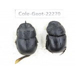 Geotrupidae sp. China, Yunnan, Dehong, Yingjiang county.1P. Cole-Geot-22270.
