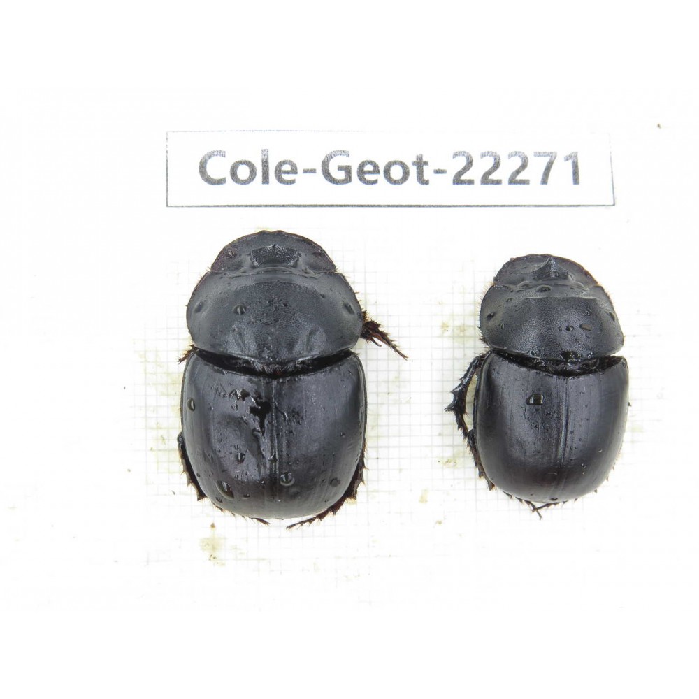 Geotrupidae sp. China, Yunnan, Dehong, Yingjiang county.1P. Cole-Geot-22271.
