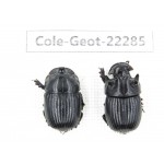 Geotrupidae sp. China, Yunnan, Dehong, Yingjiang county.1P. Cole-Geot-22285.