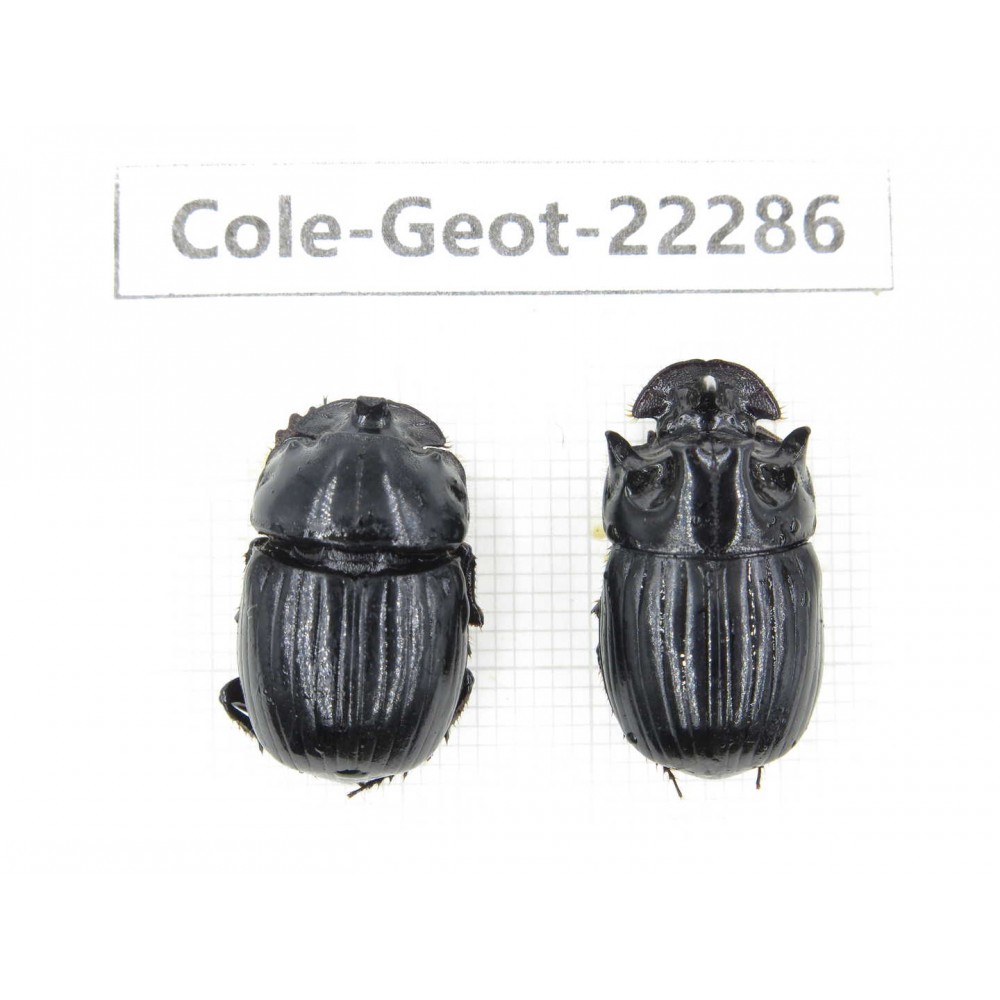 Geotrupidae sp. China, Yunnan, Dehong, Yingjiang county.1P. Cole-Geot-22286.