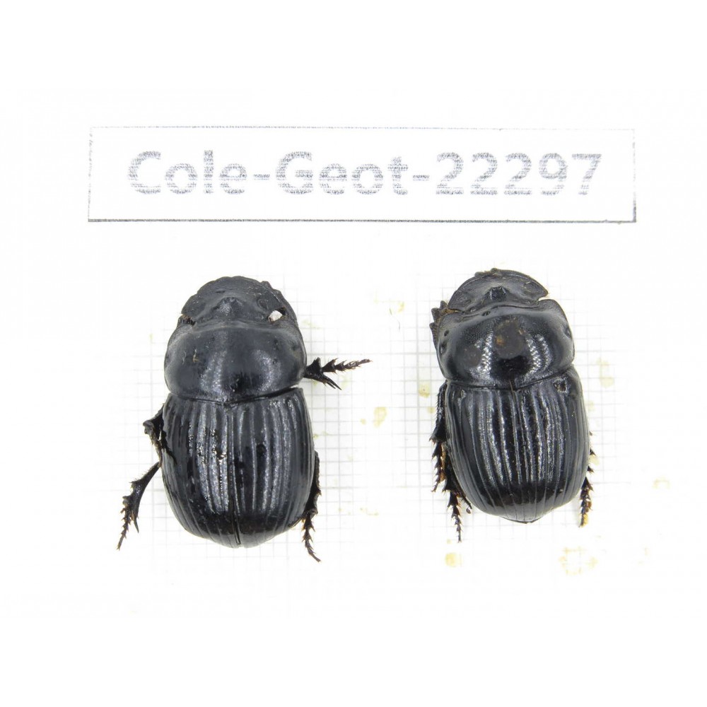 Geotrupidae sp. China, Yunnan, Zhaotong, Yiliang county. 2Pcs. Cole-Geot-22297.