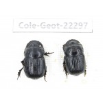 Geotrupidae sp. China, Yunnan, Zhaotong, Yiliang county. 2Pcs. Cole-Geot-22297.