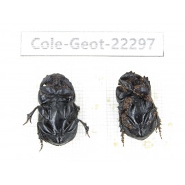 Geotrupidae sp. China, Yunnan, Zhaotong, Yiliang county. 2Pcs. Cole-Geot-22297.