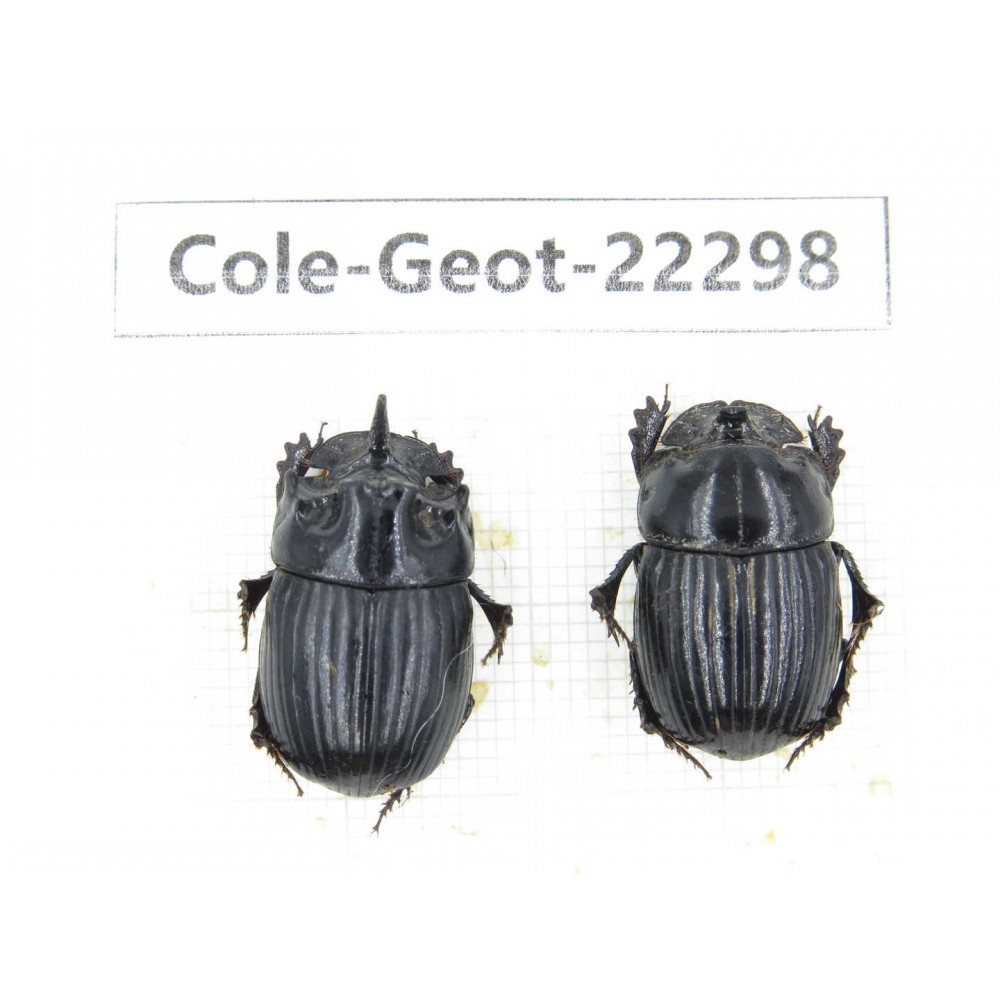 Geotrupidae sp. China, Yunnan, Zhaotong, Yiliang county. 1P. Cole-Geot-22298.