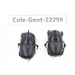 Geotrupidae sp. China, Yunnan, Zhaotong, Yiliang county. 1P. Cole-Geot-22298.