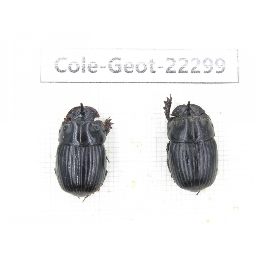 Geotrupidae sp. China, Yunnan, Zhaotong, Yiliang county. 2M. Cole-Geot-22299.