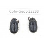 Geotrupidae sp. China, Yunnan, Zhaotong, Yiliang county. 2M. Cole-Geot-22299.
