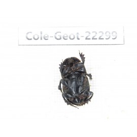 Geotrupidae sp. China, Yunnan, Zhaotong, Yiliang county. 2M. Cole-Geot-22299.
