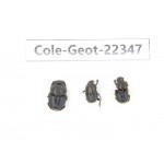 Geotrupidae sp. China, Yunnan, Dehong, Longchuan county. 3Pcs. Cole-Geot-22347.