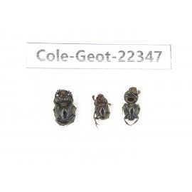 Geotrupidae sp. China, Yunnan, Dehong, Longchuan county. 3Pcs. Cole-Geot-22347.