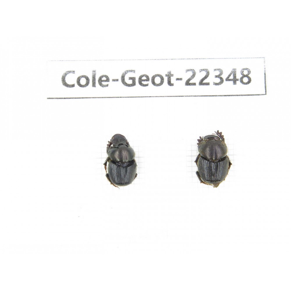 Geotrupidae sp. China, Yunnan, Dehong, Longchuan county. 2Pcs. Cole-Geot-22348.