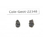 Geotrupidae sp. China, Yunnan, Dehong, Longchuan county. 2Pcs. Cole-Geot-22348.