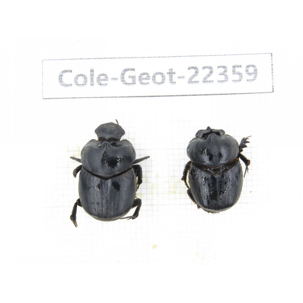 Geotrupidae sp. China, Yunnan, Dehong, Longchuan county. 2Pcs. Cole-Geot-22359.