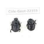 Geotrupidae sp. China, Yunnan, Dehong, Longchuan county. 2Pcs. Cole-Geot-22359.