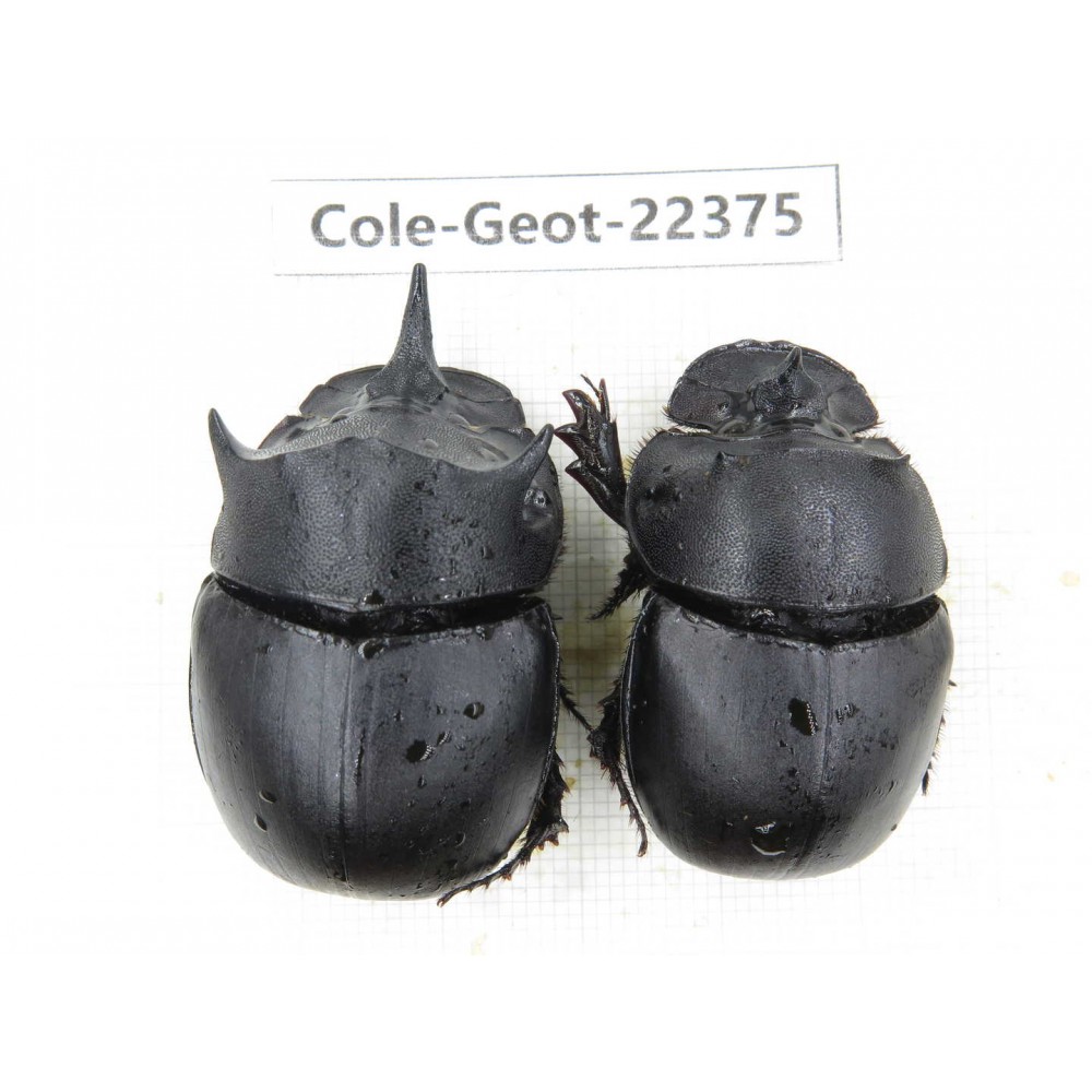 Geotrupidae sp. China, Yunnan, Dehong, Longchuan county. 2Pcs. Cole-Geot-22375.