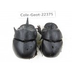 Geotrupidae sp. China, Yunnan, Dehong, Longchuan county. 2Pcs. Cole-Geot-22375.