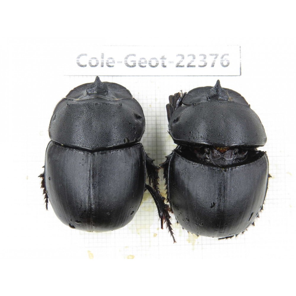 Geotrupidae sp. China, Yunnan, Dehong, Longchuan county. 2Pcs. Cole-Geot-22376.