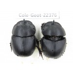 Geotrupidae sp. China, Yunnan, Dehong, Longchuan county. 2Pcs. Cole-Geot-22376.