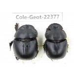 Geotrupidae sp. China, Yunnan, Dehong, Longchuan county. 2Pcs. Cole-Geot-22377.