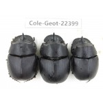 Geotrupidae sp. China, Yunnan, Yuxi, Xinping county. 3Pcs. Cole-Geot-22399.