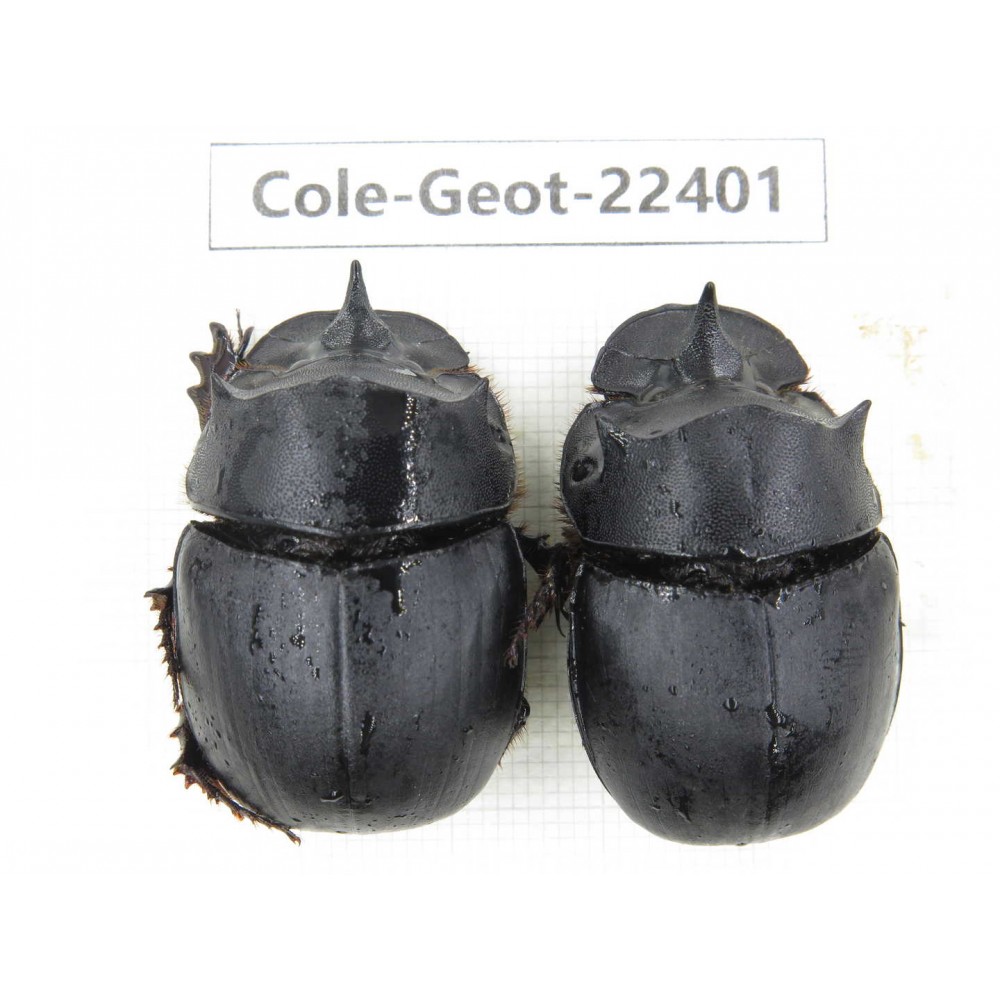 Geotrupidae sp. China, Yunnan, Yuxi, Xinping county. 2Pcs. Cole-Geot-22401.