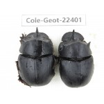 Geotrupidae sp. China, Yunnan, Yuxi, Xinping county. 2Pcs. Cole-Geot-22401.
