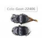 Geotrupidae sp. Myanmar, Kechin, Nanse. 2Pcs. Cole-Geot-22406.