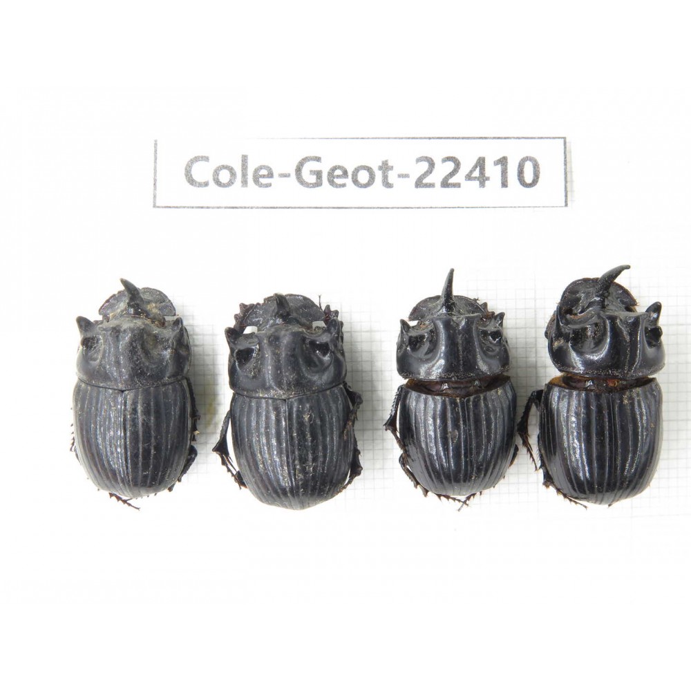 Geotrupidae sp. Myanmar, Kechin, Nanse. 4Pcs. Cole-Geot-22410.
