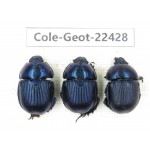 Geotrupidae sp. China, Guizhou, Tongren, Yinjiang county. 3Pcs. Cole-Geot-22428.