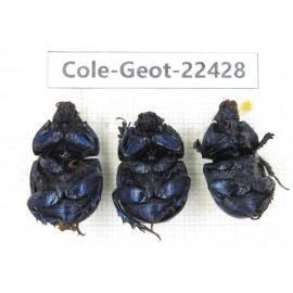 Geotrupidae sp. China, Guizhou, Tongren, Yinjiang county. 3Pcs. Cole-Geot-22428.