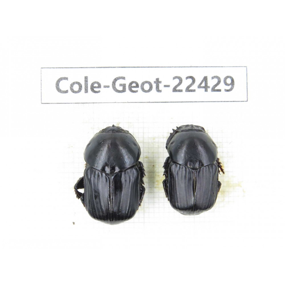 Geotrupidae sp. China, Guizhou, Tongren, Yinjiang county. 2Pcs. Cole-Geot-22429.