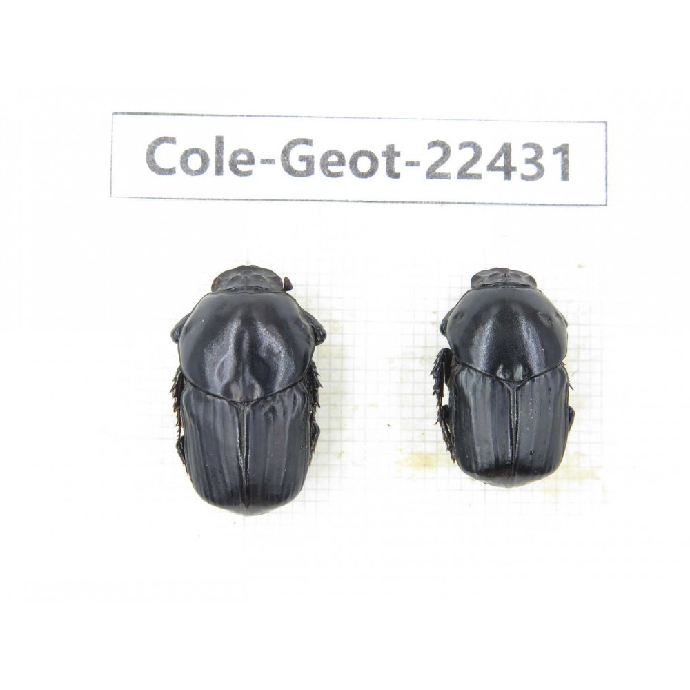 Geotrupidae sp. China, Guizhou, Tongren, Yinjiang county. 2Pcs. Cole-Geot-22431.