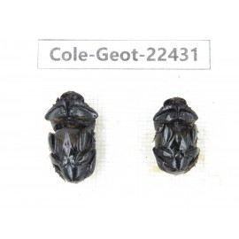 Geotrupidae sp. China, Guizhou, Tongren, Yinjiang county. 2Pcs. Cole-Geot-22431.